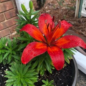 Meet your Posher, Lisa